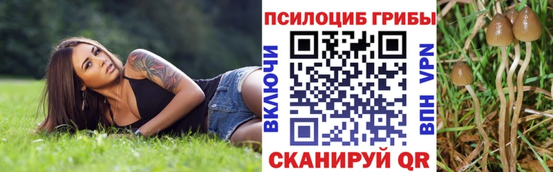 купить   Белоусово  Псилоцибиновые грибы Psilocybine cubensis 